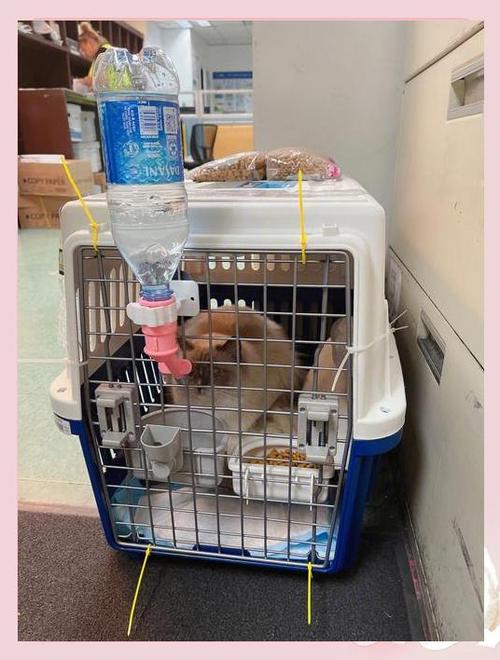 猫咪货运机猫咪飞机货运