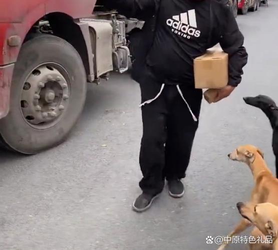 狗狗货运图片狗狗货运图片大全